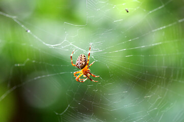 araignée sur sa toile