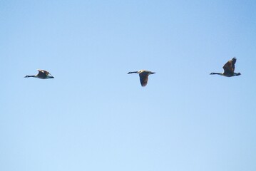 birds in flight
