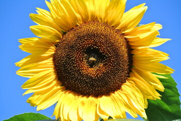 sunflower with bee