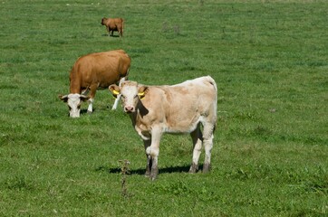 Fototapeta na wymiar cows with calves on pasture