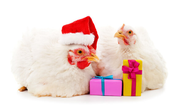 Two chicks in Christmas ha with gifts.