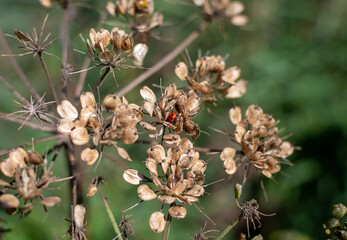Ladybug hiding between the seedbuds of a hogweed plant