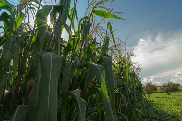 corn field close-up at the sunset