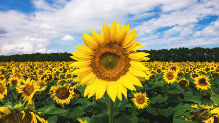Sunflower on the background of a field with sunflowers. Texture for designers.