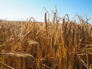 ripe yellow ears of barley. autumn harvest. farm. field of barley