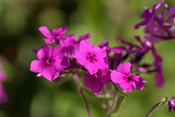 Flowers of a cultivated prairie phlox, Phlox pilosa