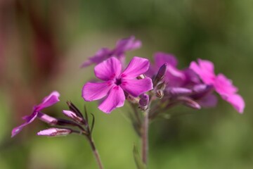 Fototapeta na wymiar Flowers of a cultivated prairie phlox, Phlox pilosa
