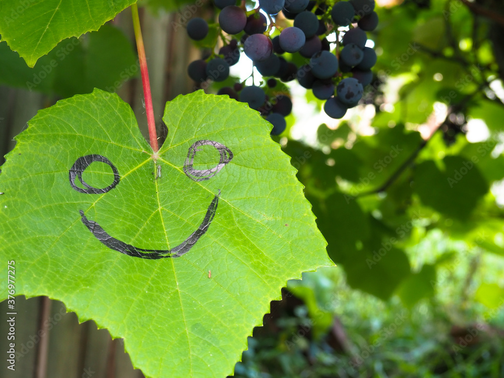 Wall mural the leaves of the grapes. the smile is drawn on a piece of paper. ripening grapes