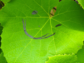the leaves of the grapes. the smile is drawn on a piece of paper. ripening grapes