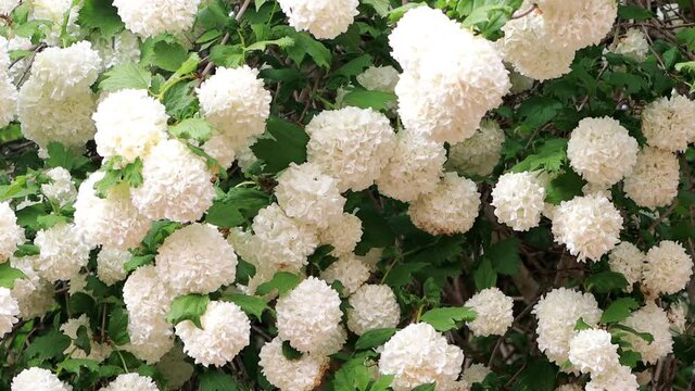 viburnum opulus flowering in spring, snowball
