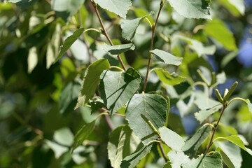 Leaves of a paper birch, Betula papyrifera