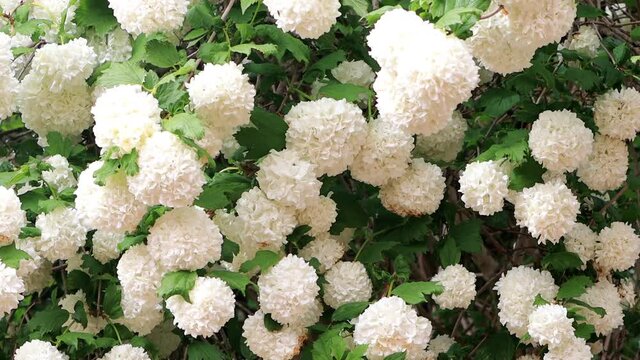 viburnum opulus flowering in spring, snowball
