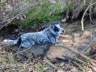 Blue Heeler dog cooling body and playing in  brook