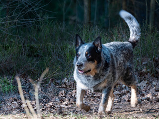 Naklejka na ściany i meble Gray dotted australian Cattle Dog run in forest