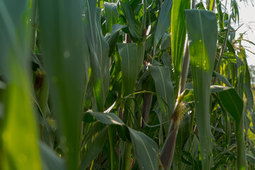 close up Corn field in the countryside,