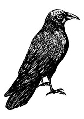 Sketch of a crow black outline on a white background isolated, stock vector illustration for design and decoration, sticker, baaner, oster, vintage, gothic