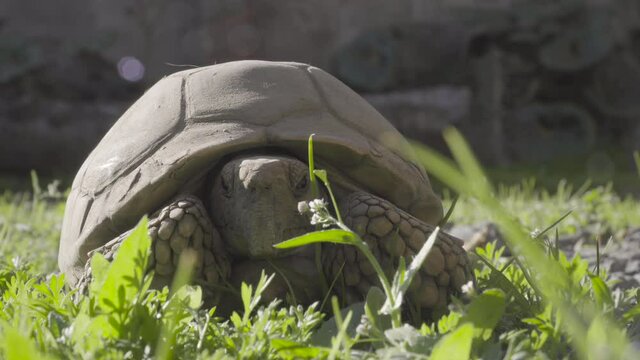 Close up to tortoise sunbathing, Geochelone chilensis