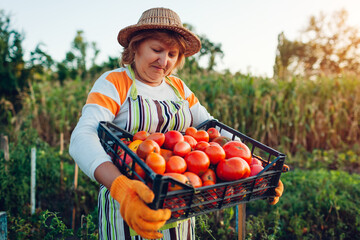 Woman farmer holding box of red tomatoes on eco farm. Picking autumn crop of vegetables. Farming,...