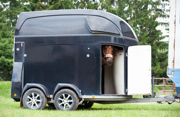 One horse standing in trailer waiting for competition