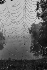 Spinnennetz im Nebel