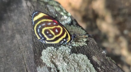 butterfly on a tree