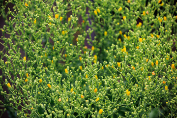 Vegetable salad blooms with yellow flowers. Botanical background