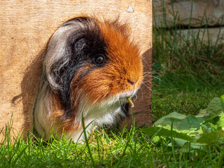 Guinea pig enjoy life at the gras field with a own house as a protection