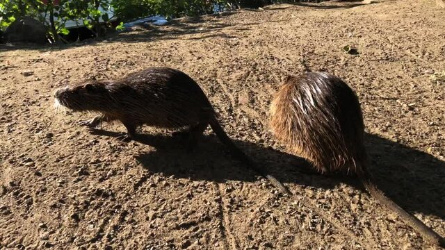 Nutria, auch Biberratte oder seltener Sumpfbiber genannt am Ufer eines Flusses.