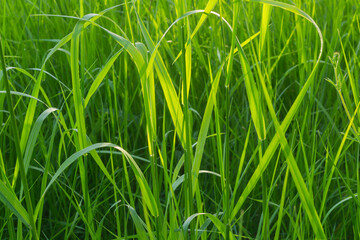 Evening sunlight though tall grass in a meadow.