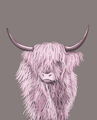 Highland cow