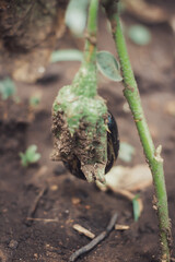 Organic eggplant growing in garden