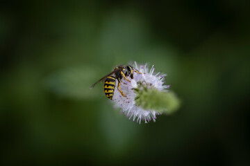 Macro of wasp on white flower with blurry green background