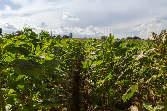 Amaranth Field In Sunset Whit Blue Sky