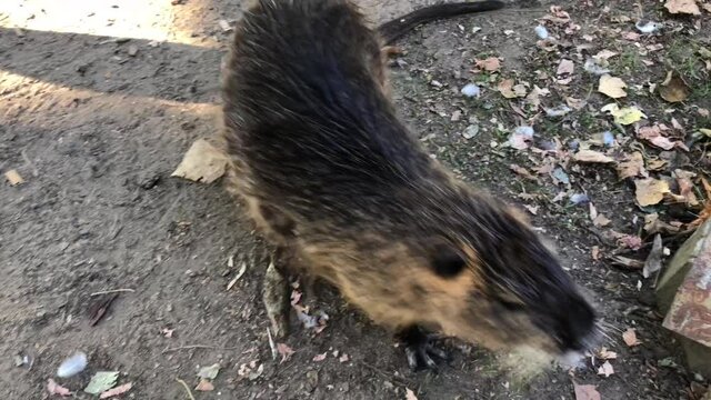 Nutria, auch Biberratte oder seltener Sumpfbiber genannt am Ufer eines Flusses.