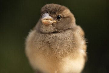 Closeup of cute chubby sparrow