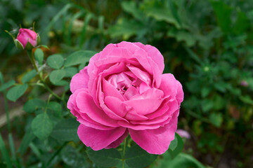 peony rose close up  on green grass background