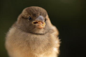Closeup of cute chubby sparrow