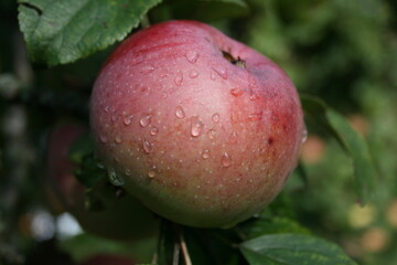 Autumn apple on a branch with dew drops