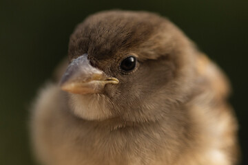 Closeup of cute chubby sparrow