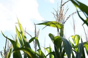 Corn Stalks in a field