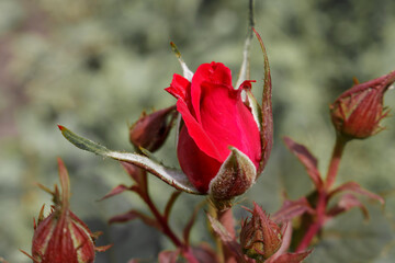 Red rose buds on a green background