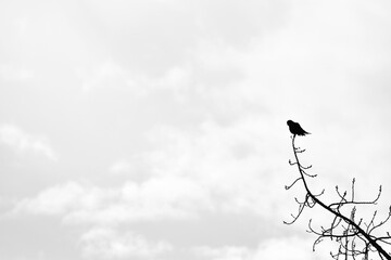 Obraz premium silhouette of a bird on a branch