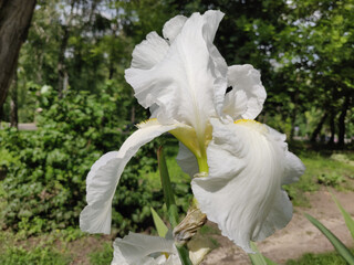Iris Flower