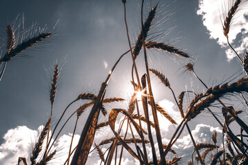 Obraz premium the view of the sky through the ears