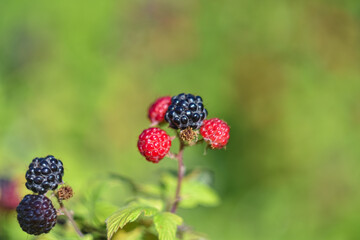 black raspberries on branch