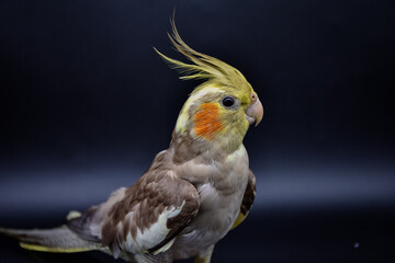parrot cockatiel close-up on black background