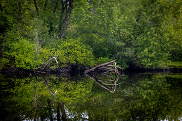 landscape of tree by lakes