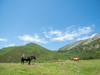 Caballo, potro y vaca