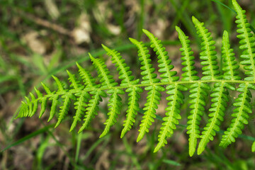 Isolated fern leaves in a forest opening.