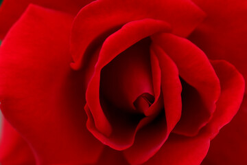 Background texture. Red rose close up